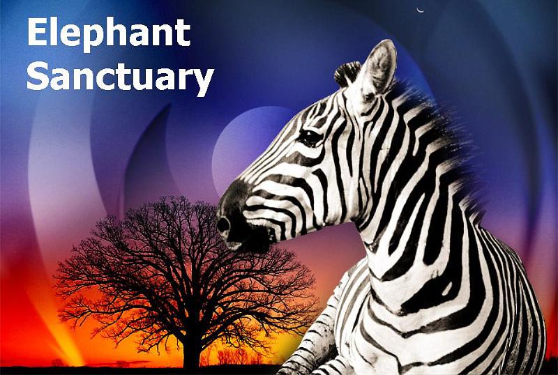 Elephant Sanctuary (0).jpg